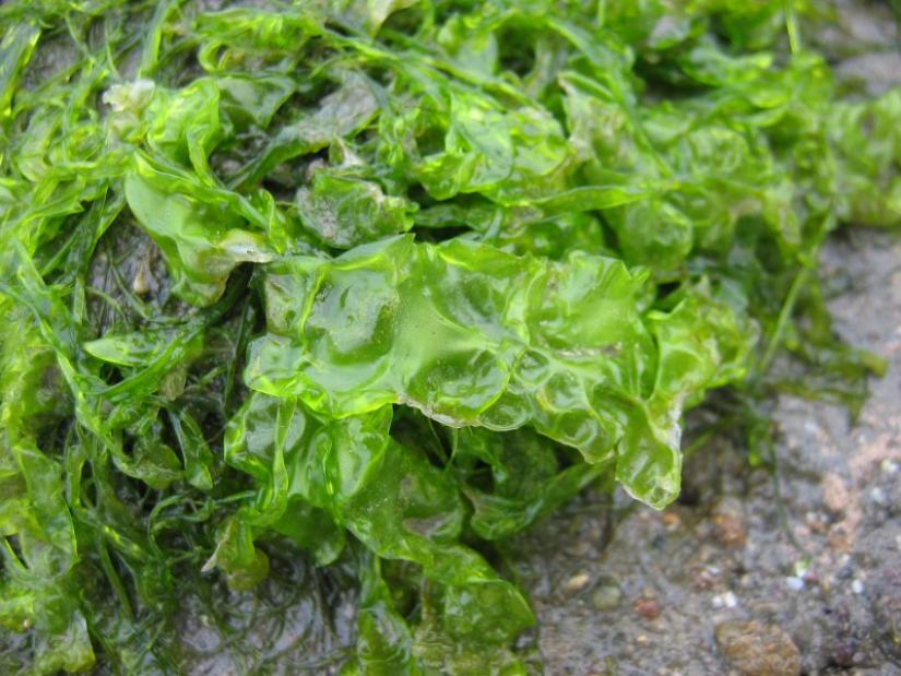 Sea Lettuce California Sea Grant